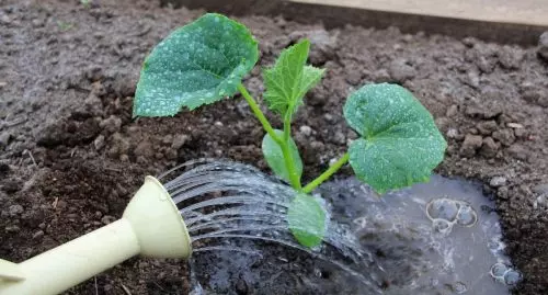 Comment arroser les concombres après les avoir plantés en pleine terre ...